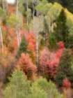 USA-Utah-Logan Canyon Colorful aspens in autumn Art Print